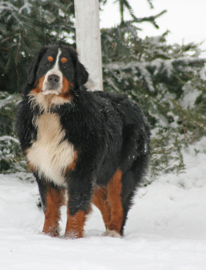 Bernese Ashley